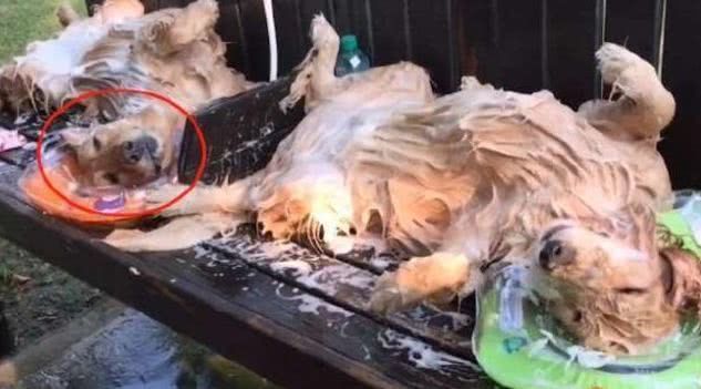 如何杀鸭子最好 061117268186412ba6efd6424ef990ea.jpeg