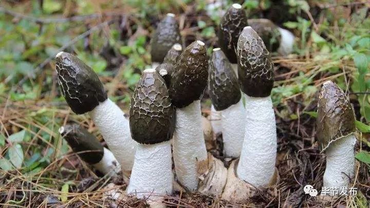 大方冬荪,皱椒,毕节白萝卜入选贵州12个项目获