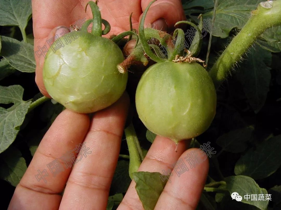 【提醒】夏秋季茄果类控旺,施药不当易出现僵果
