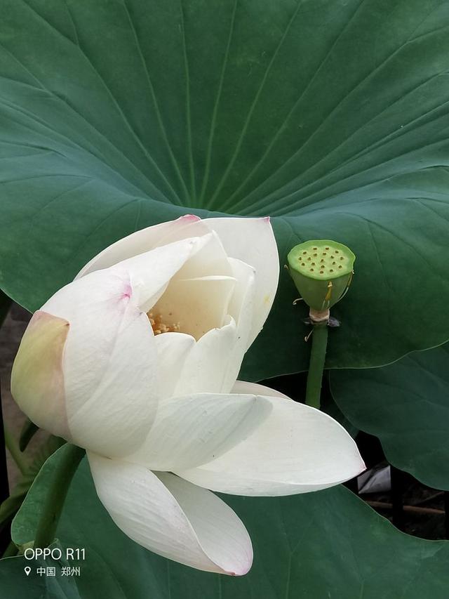 映日荷花尽妖娆