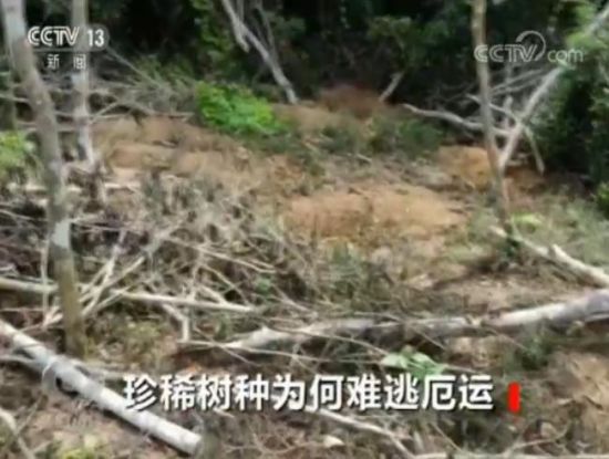 黄花梨遭滥伐林业站叫嚣干嘛要查 国家林草局行动 激动网电影在线观看