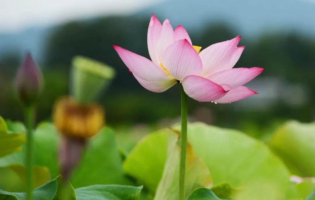 (摄影:杨忠福) 盛开的荷花,荷叶上的露珠, 荷花蕊上嗡嗡飞的小蜜蜂