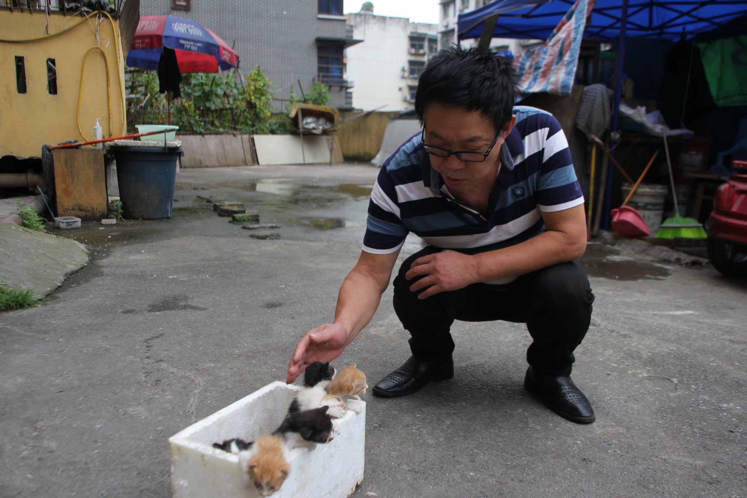 原创重庆一小区现6只被遗弃的小奶猫 七旬大爷呼吁爱猫人士收养