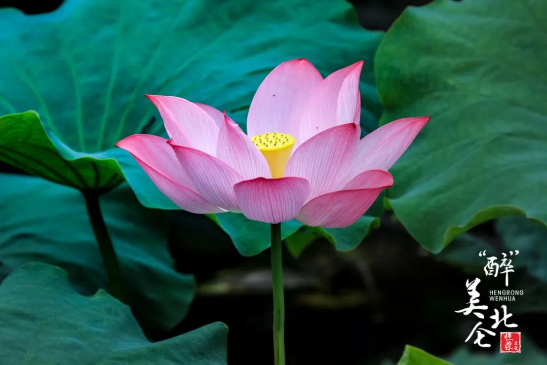 小荷才露尖尖角猜一成语_小荷才露尖尖角图片