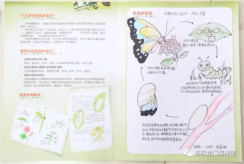 他们眼中的"自然之美"|洛阳龙门海洋馆自然观察笔记大赛优秀作品!