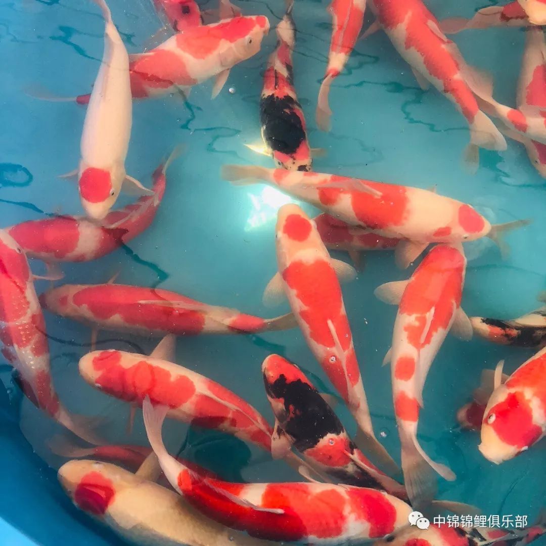 小鱼怎么画最好看简单 3c7ed65b5f9842879a6feea83fe3caea.jpeg