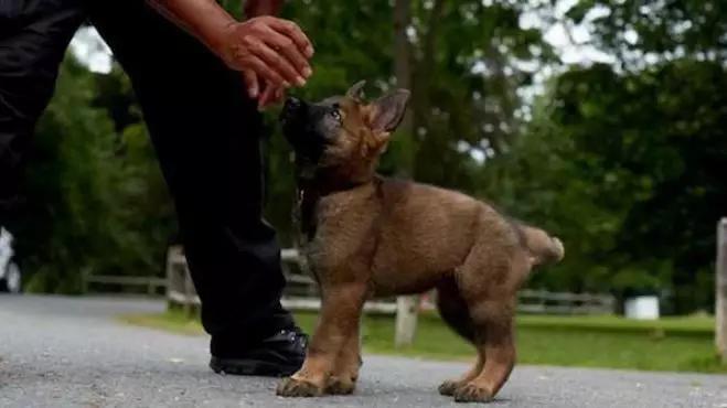 警局淘汰了“不合格”的小警犬，结果被市民抢着领养