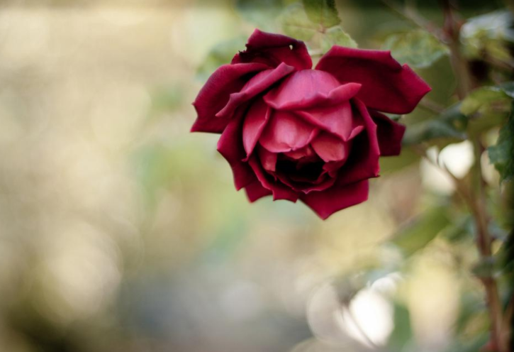 一朵花一个芒果一个蝴蝶猜成语_一只蝴蝶和一朵花图片(2)