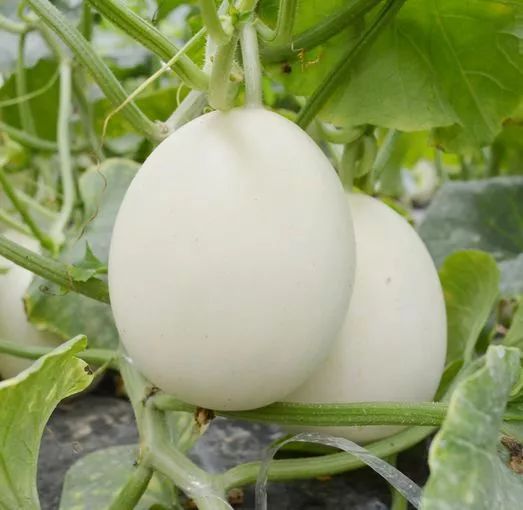 怎么种香瓜又脆又好吃 50e6bbc290b14c2480433f05a495c26b.jpeg