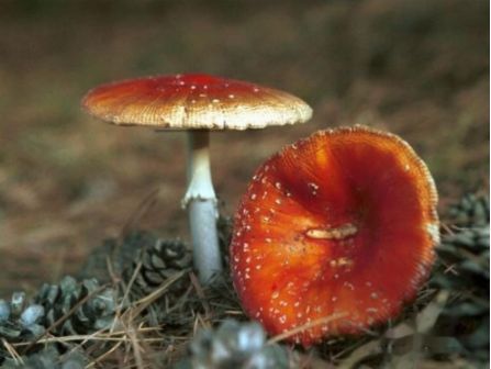 【丽江全接触】丽江哪种菌类中毒频率最高?大蒜有用吗?记者来支招啦! 澳门凯旋门平台游戏