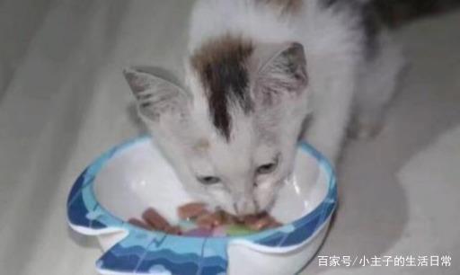 流浪小猫主动送上门,被收养后成了黏人猫,主人去哪都黏着 十大赌博靠谱网络平台导航
