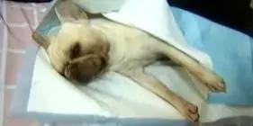 愛犬被送寵物店寄養十天後死亡，主人趕到卻隻見骨灰…… 寵物 第2張