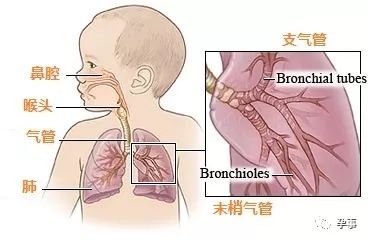                     9个月女宝因肺炎去世，双胞胎姐姐一直在找她！