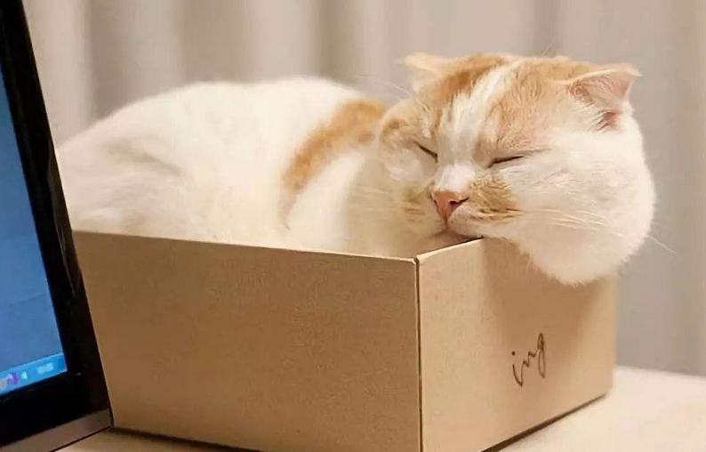 一只猫咪在箱子里 70dc4819af80436cb91e8f209985f283.png