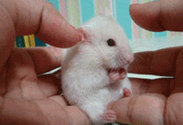 783bc872d7e547bcaf6b26acdd76d251.gif