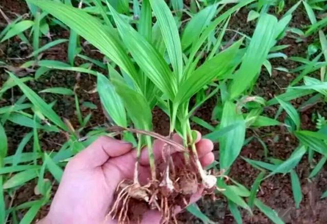 农村这种野生植物叫"白芨",对于烫伤有好用,遇见请多加珍惜