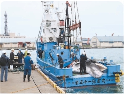 日本为“口腹之欲”重启商业捕鲸 乐虎国际官方网站