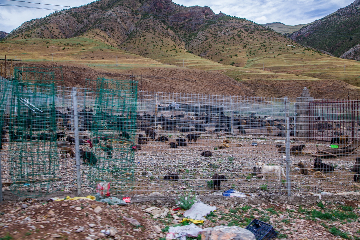 乡政府,苏莽寺和当地村民,还在这里共同建立了苏莽寺流浪狗收容中心