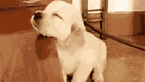 accabdad793b4df5b7c2642aee83e60d.gif