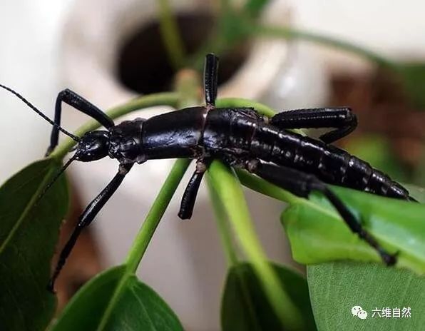 世上最罕有的昆虫:豪勋爵岛竹节虫一度被认为已灭绝!