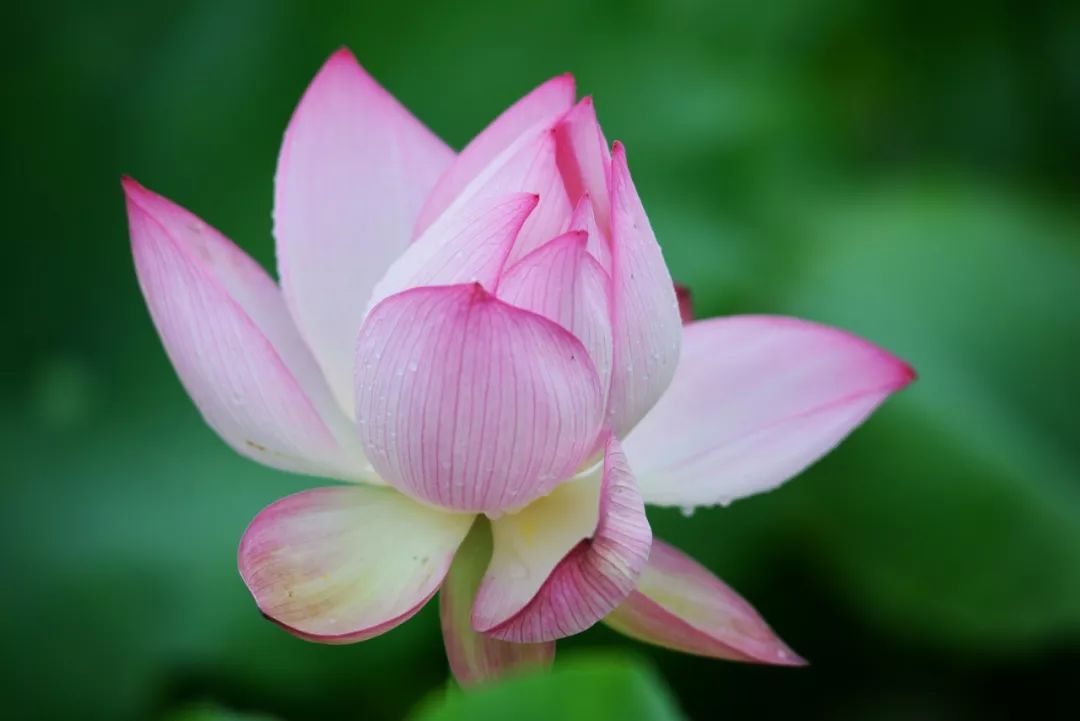 (摄影:杨忠福) 盛开的荷花,荷叶上的露珠, 荷花蕊上嗡嗡飞的小蜜蜂