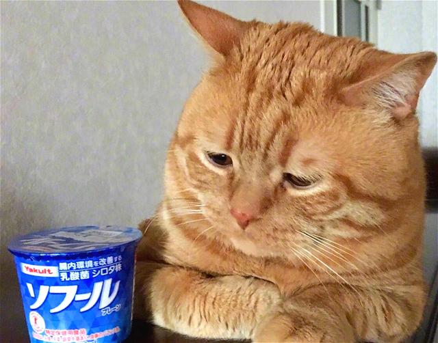 猫咪害怕的食物 c41fbf640ec0450882c49c746d8f21db.jpeg