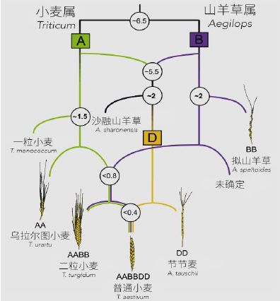 麦西亚人口_西亚人口密度图(3)