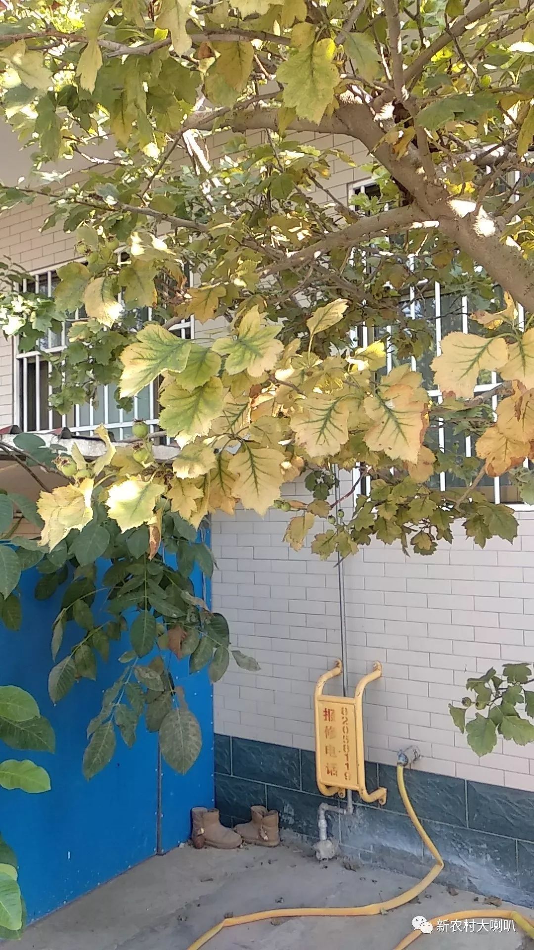 山楂树不结果怎么办