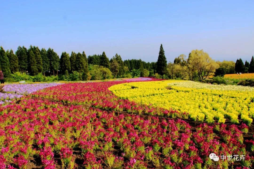 柳穿鱼花海色带效果柳穿鱼花境效果柳穿鱼盆栽效果柳穿鱼栽培技巧9月