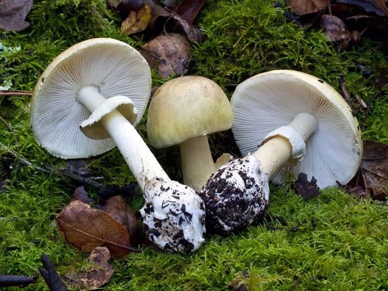 一吃就翘!温村发现世界最致命的蘑菇 og视讯游戏
