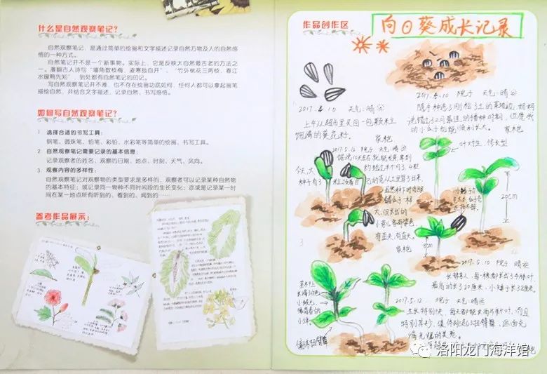 他们眼中的"自然之美"|洛阳龙门海洋馆自然观察笔记大赛优秀作品!
