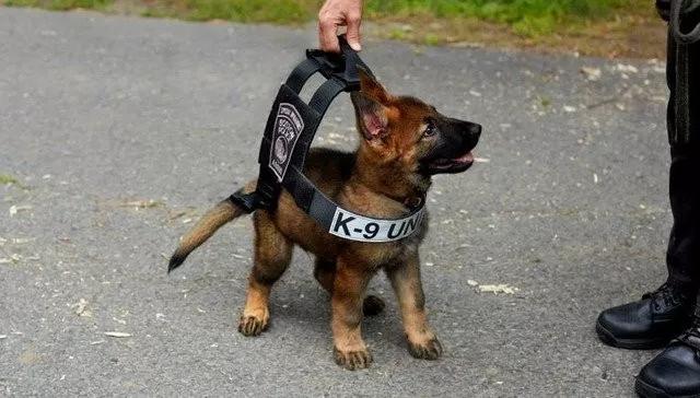 警局淘汰了“不合格”的小警犬，结果被市民抢着领养