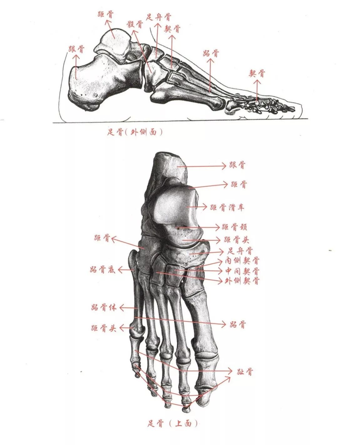解剖学笔记 | 下肢（关节&骨） - 知乎
