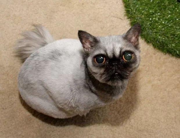 普贝斯:我发誓它真的是波斯猫 申搏官网138