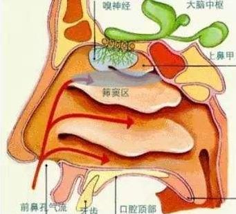 鼻子里长火疙瘩怎么办