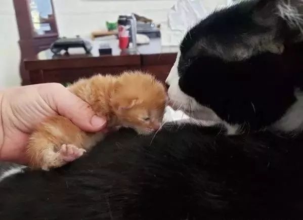 剛出生的小貓被小鳥抓傷，流落貓媽媽溫馨照料，小貓：感恩有您陪同 寵物 第3張