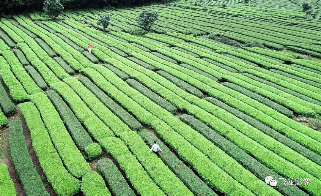 罗坑茶园美如画