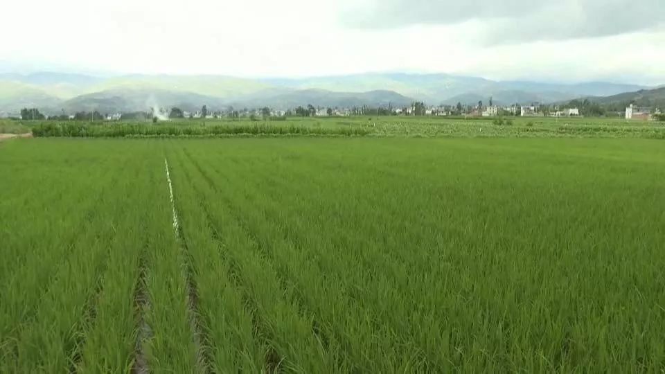 巍山县永建镇人口数据_大理巍山永建镇风景