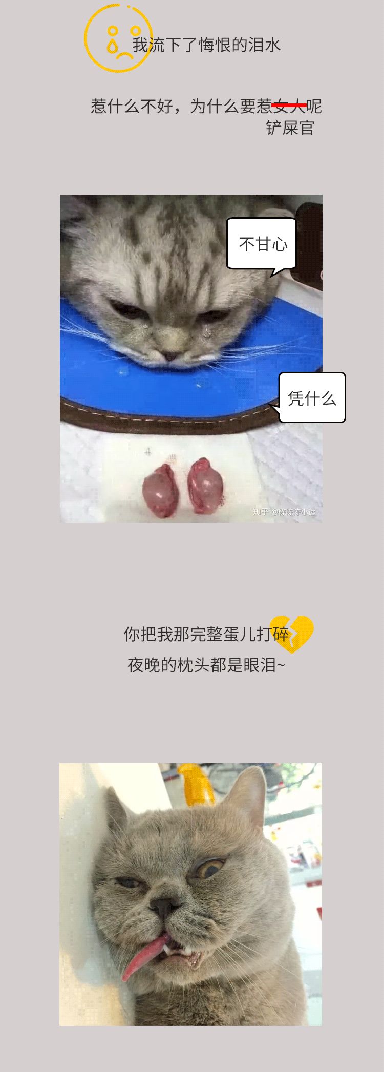 原来撸猫的最高境界是撸猫蛋?这么多年的猫白摸了?