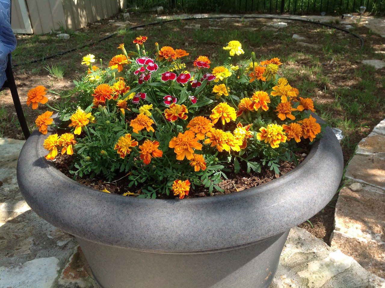 适合家里养的花卉大全及图片 22936cd440ac47a39deb888d0ccf035a.jpeg