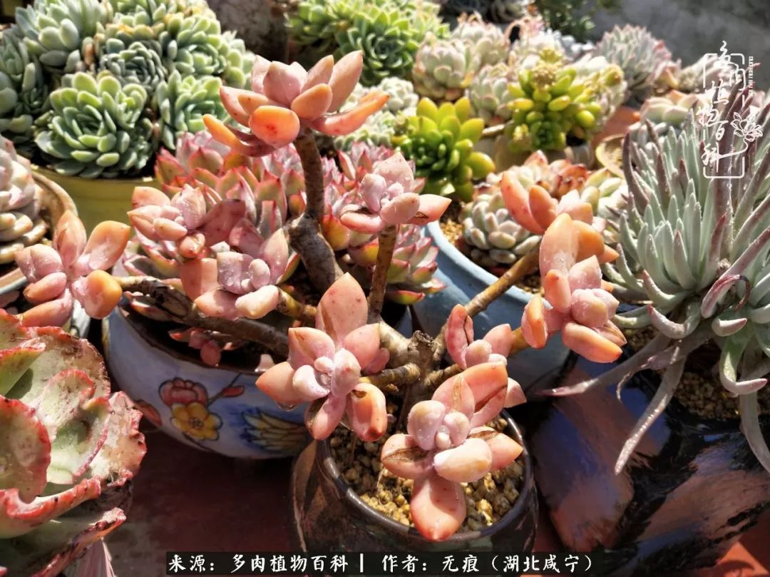 最喜欢的大普货,冬美人,出状态后就没掉过色