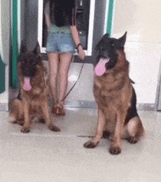 什么是动态照 4b7360a0ed5e45f4b98951eaa7dcbcd4.gif