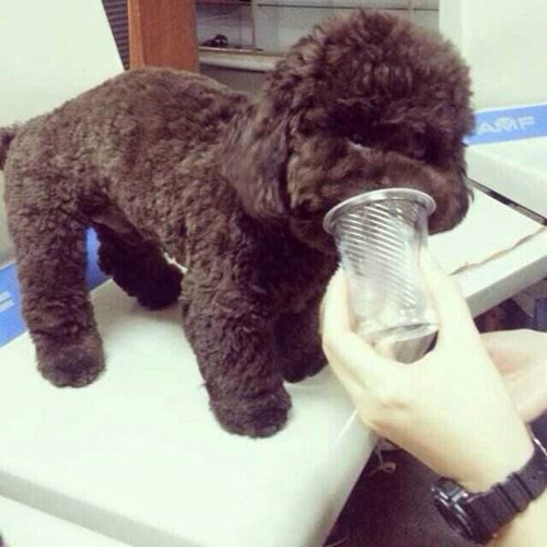 贵宾犬不喝水拉屎很硬怎么办