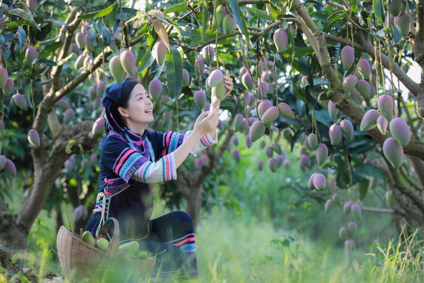 1/ 10 百色:芒果之乡 百色芒果美女 百色芒果美女