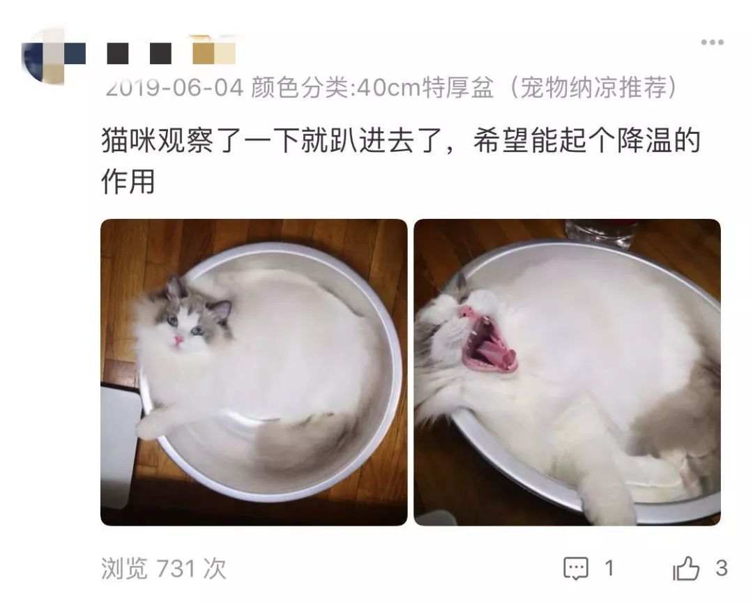 买家秀!秀的全是猫