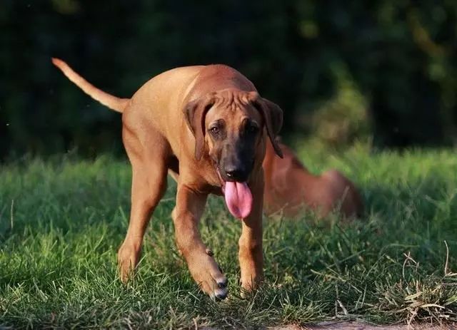 十大优秀嗅觉猎犬!