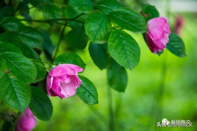 蔷薇花几月份开始种植 7955f70c667d44fc85cb1f1a428819db.jpeg