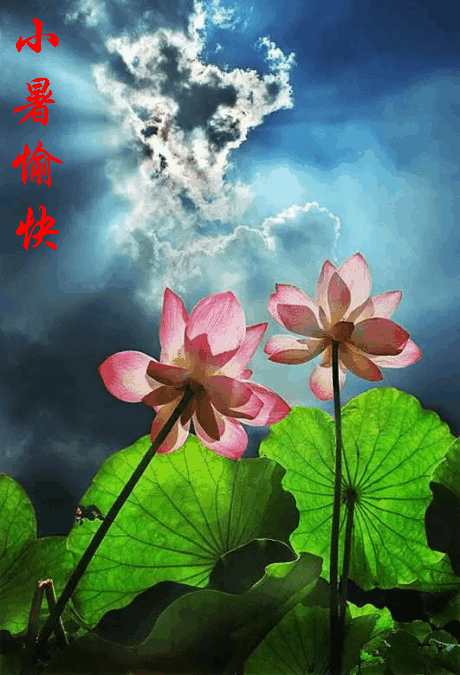 今日小暑