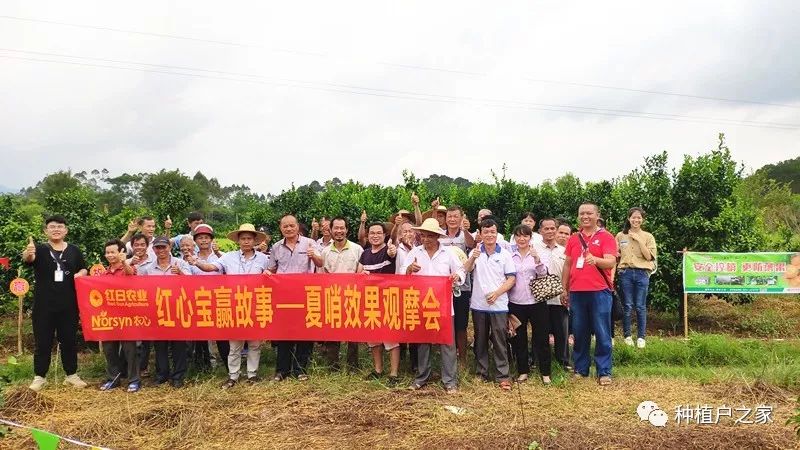 安全控梢更防落果丨红心宝赢故事效果观摩会多地齐开