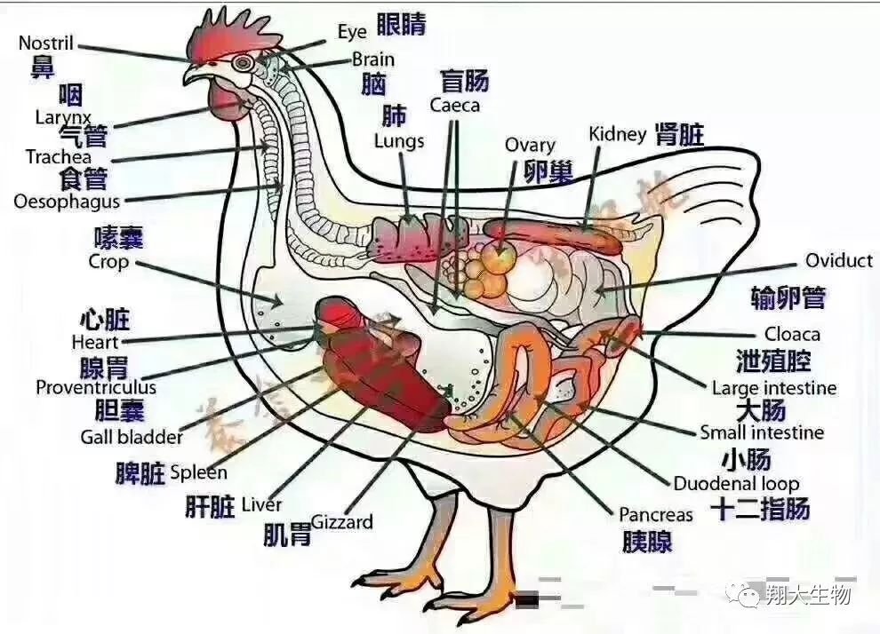 禽病课堂史上最全鸡的解剖与鸡病诊断入门值得收藏